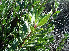 heteromeles arbutifolia